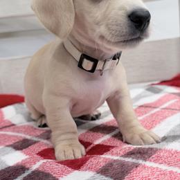 Amber white collar - Cream female Dachshund puppy in Richmond, Virginia from Irresistible Dachshunds & Cavaliers