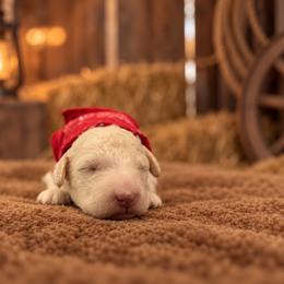 Georgia - Cream female Goldendoodle puppy in Millville, California from Hope Lane Kennels