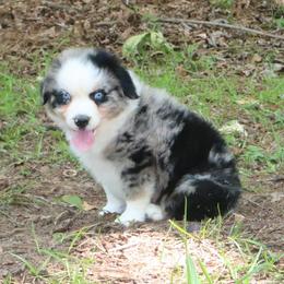 Poppy - Blue merle male Australian Shepherd puppy in Macon, Georgia from Shaina’s Shepherds
