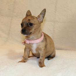 Cinnamon - Merle female Chihuahua puppy in Willamina, Oregon from Cherished Chihuahuas