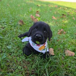 Bernard - Black male Giant Schnauzer puppy in Fraziers Bottom, West Virginia from Loyal Hearts Farm / RK's Dobermans