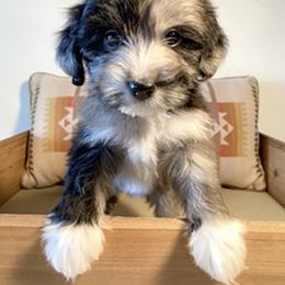 Aussiedoodle Puppies from Ellum Branch Aussiedoodles