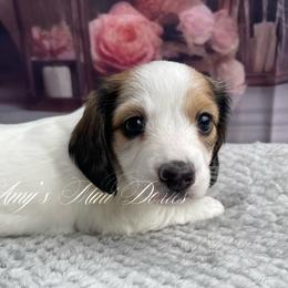 Storm AKC - Piebald female Dachshund puppy in Jena, Louisiana from Amy’s Mini Doxies