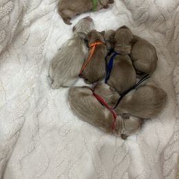 Ally - Golden female Golden Retriever puppy in Pueblo, Colorado from GR8 Goldens