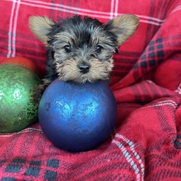 Noel - Black and tan female Yorkshire Terrier puppy in Riverside, California from Empire Yorkies