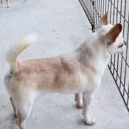 Boy - Chihuahua