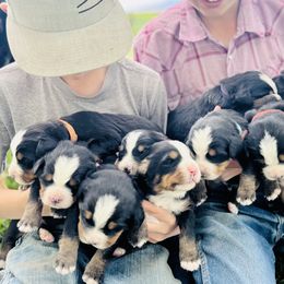 Bernese Mountain Dog Puppies from Bayles Berners