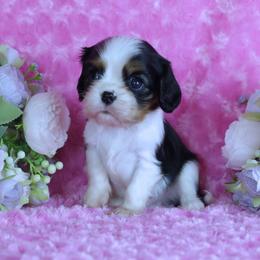 Tri Male- Parents Have Excellent Health Test's - Tri-color male Cavalier King Charles Spaniel puppy in Pasadena, Maryland from Promise Land