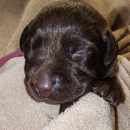 Dark Pink - Chocolate female Labrador Retriever puppy in Siloam Springs, Arkansas from Karemy Kennels (Karemy Labradors)