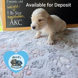 Atlas - Cream male Dachshund puppy in Hoquiam, Washington from Heyd's Mini Dachshunds