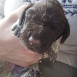 German Shorthaired Pointer Puppies from Parker's Pointers