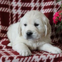 Felix - Light golden male Golden Retriever puppy in Fredericksburg, Ohio from Golden family companion's