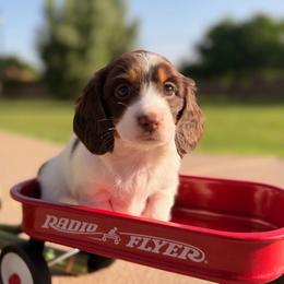 Pearl - Dapple female Dachshund puppy in Peoria, Arizona from Collier Dachshunds