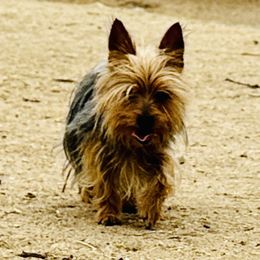 Lina - Yorkshire Terrier