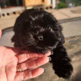 Speck - Black and white female Shichon puppy in Imperial, Missouri from Shichon Teddybear  puppies of Miss