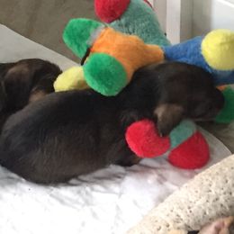 Dachshund Puppies from Willowood-Sandale Dachshunds