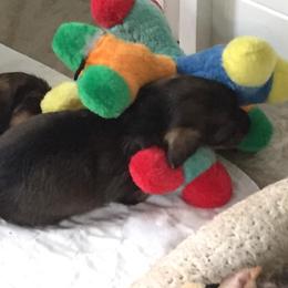 Dachshund Puppies from Willowood-Sandale Dachshunds