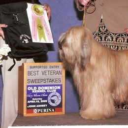 Tibetan Terriers from Arkeden Tibetan Terriers