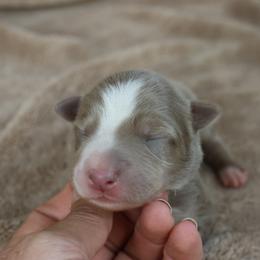 Red Collar - Lilac male Border Collie puppy in Courtland, Alabama from C Bar C Ranch Border Collies