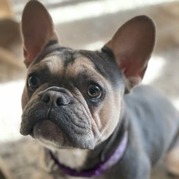French Bulldogs from High Sierra Frenchie's