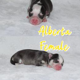 Alberta - Black and white female Pomsky puppy in Clarkston, Utah from Red Rock Ranch Breeders