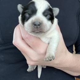 Girl 3 - Blue female Australian Cattle Dog puppy in Irvington, Kentucky from Dry Valley’s Australian Cattle Dogs