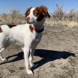 Brittanys from White Mountain Brittany