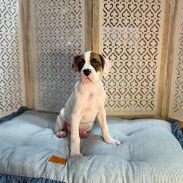 Girl 3 - White female Boxer puppy in Prestonsburg, Kentucky from Diamond Standard Boxers