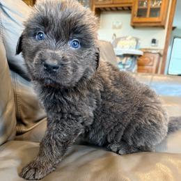 Zen - Gray male Newfoundland puppy in Saukville, Wisconsin from Crossroads Canines ~ Newfoundland Dogs