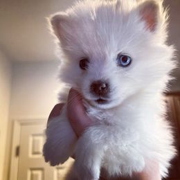 Pomsky Puppies from Peekaboo Pomskies