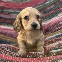 Dillard price 5000dollars - Cream male Dachshund puppy in Crystal, Michigan from Mare-bella Dachshunds