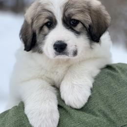 Great Pyrenees Puppies from White O'Morn Farm AKC Great Pyrenees