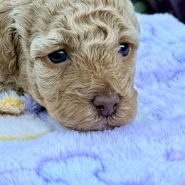 Poodle Puppies from Pet Guardian Smart Kennels, LLC