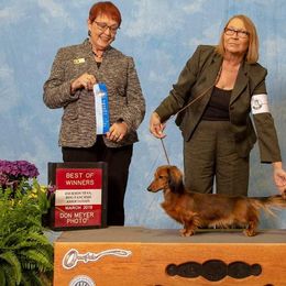 Dachshund All Grown Up from Garridachs