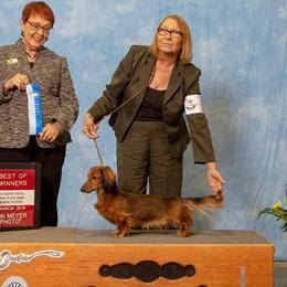Dachshund All Grown Up from Garridachs