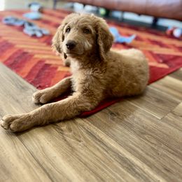 Goldendoodle All Grown Up from Twilight Doodles