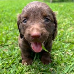 Iris - Chocolate and tan female Dachshund puppy in Mabank, Texas from Lovin’ Li’s Furry Sausages