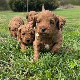 Goldendoodle Puppies from Music City Goldendoodles