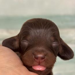Godiva - Chocolate and tan female Dachshund puppy in Lakeland, Florida from Elite Doxies Florida