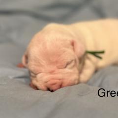 Green Girl - Dogo Argentino puppy in Iowa from Lucky 7 Dogos