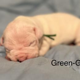 Green Girl - Dogo Argentino puppy in Iowa from Lucky 7 Dogos