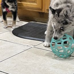 Pomsky Puppies from Urban Sky Kennel