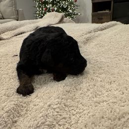 Lilly - Phantom female Poodle puppy in Queen Creek, Arizona from Prestigious Toy Poodles