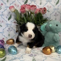 Boy 1 - male Miniature American Shepherd puppy in Kalama, Washington from Lone Pine Miniature American Shepherds