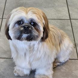 Benji - Shih Tzu