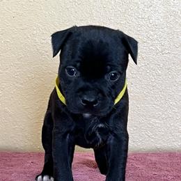 Tina - Brindle female Staffordshire Bull Terrier puppy in Lincoln, California from J Jax Staffords