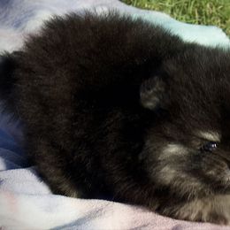 Loki - Black and tan parti male Pomeranian puppy in Sherman, Texas from Wynter Wonderland Poms