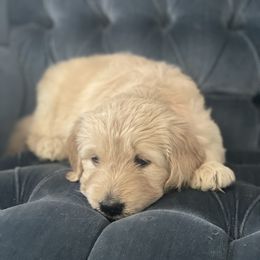 Goldendoodle Puppies from RKay K9s