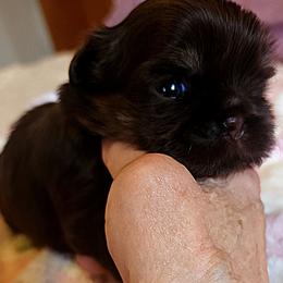 Shih Tzu Puppies from Shih Tzu Cottage