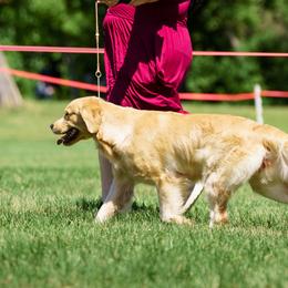 Boba - Golden Retriever